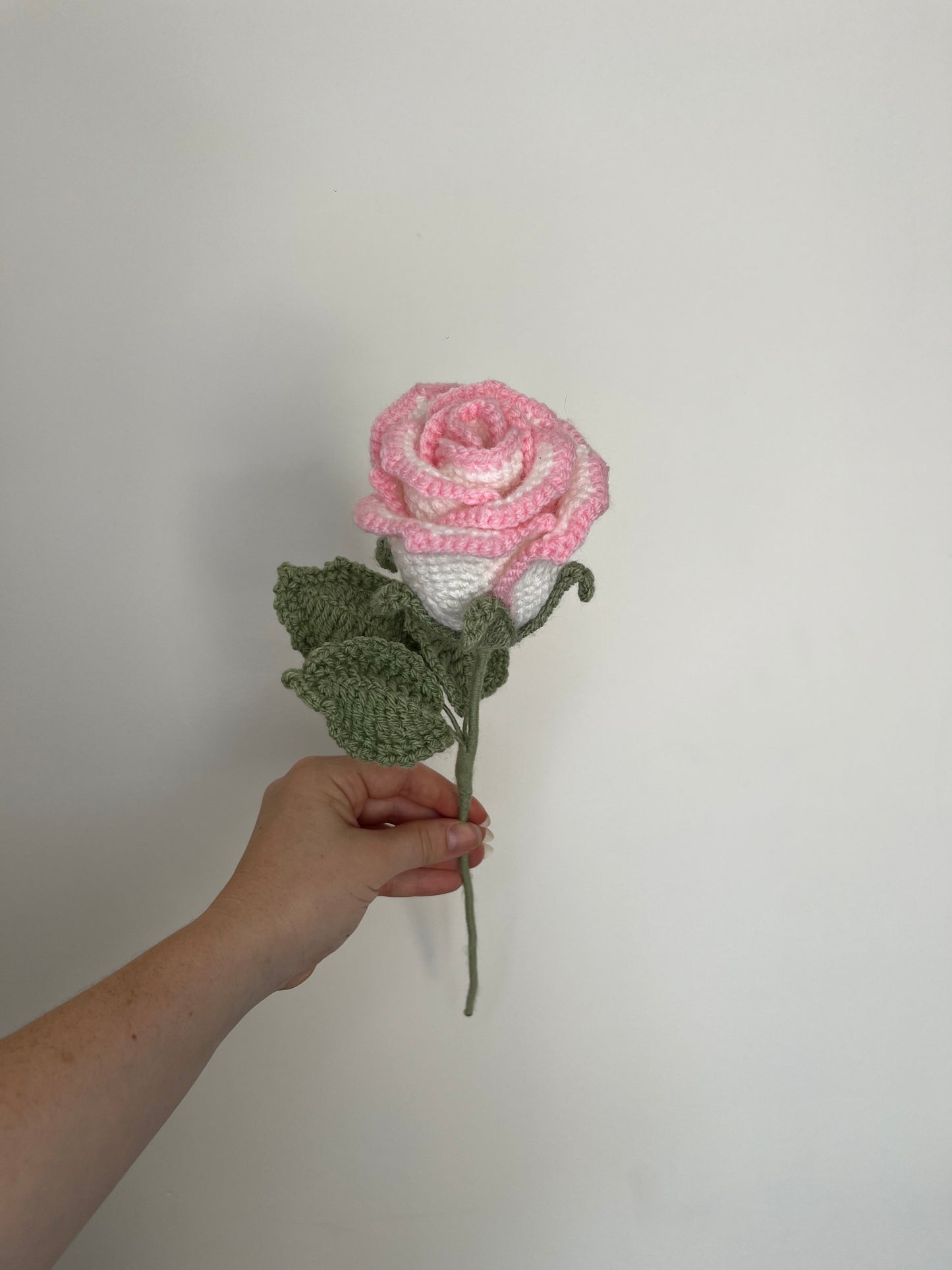 Rose éternelle blanche et rose