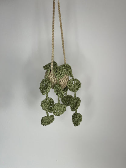 Plante suspendues