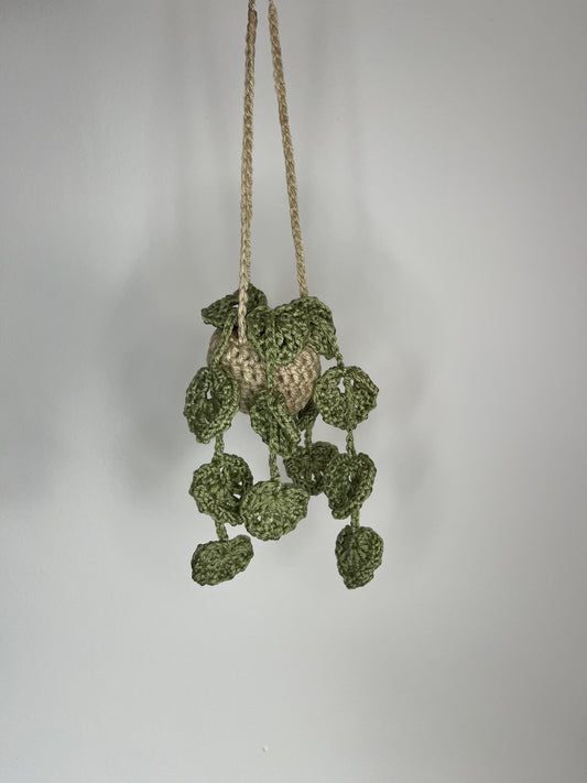 Plante suspendues