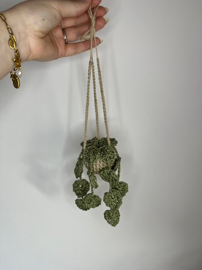 Plante suspendues