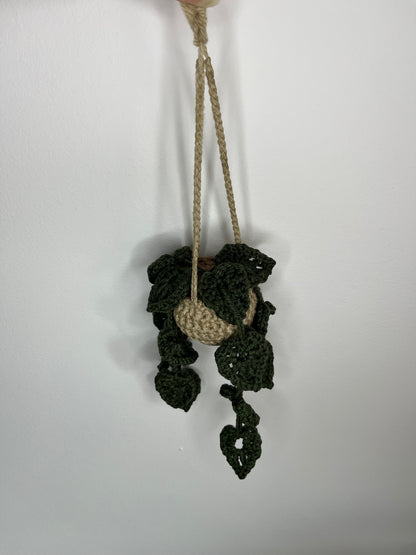 Plante suspendues